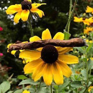 Meet your Posher, Grant